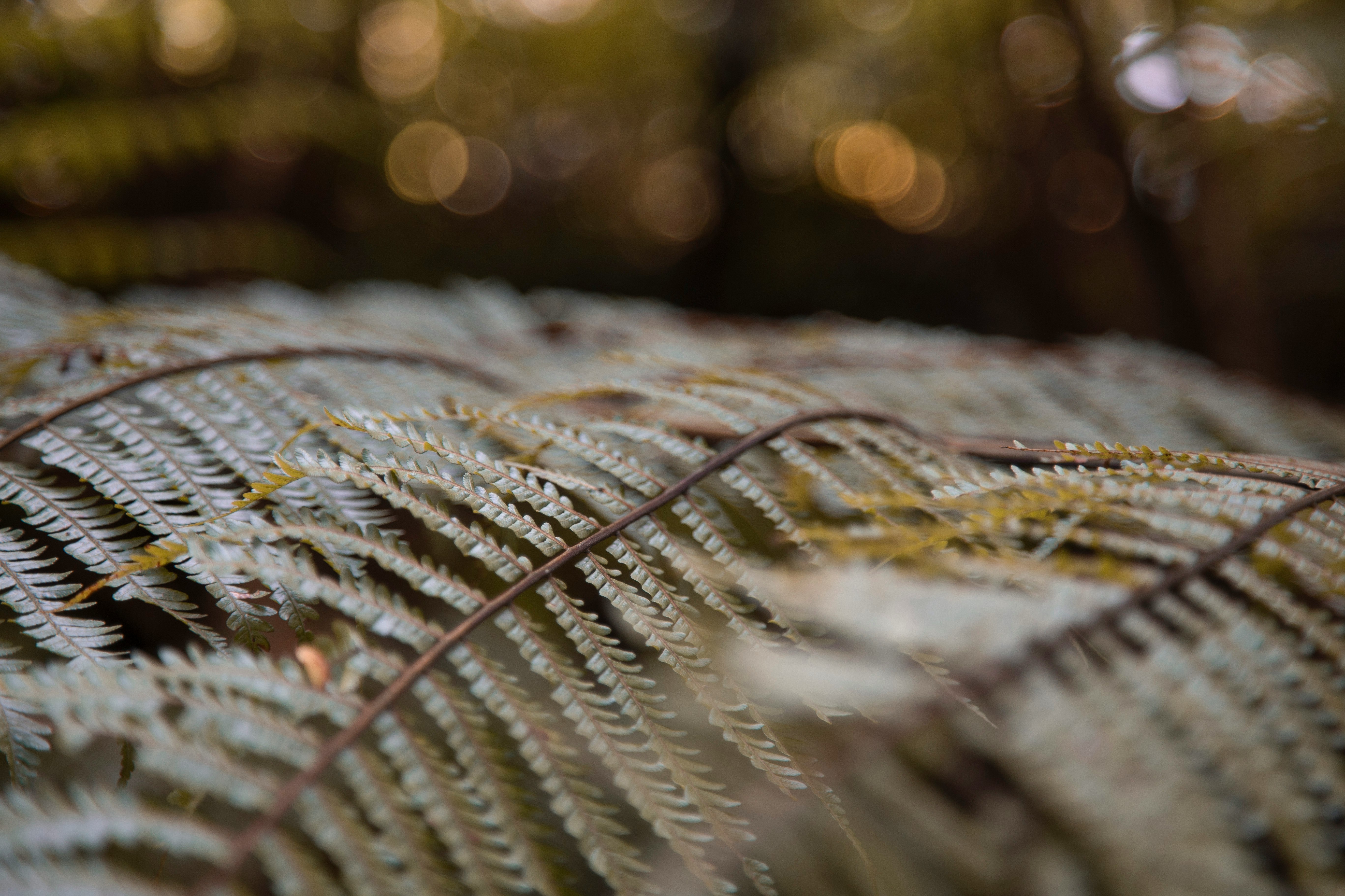 selective photography of ferns